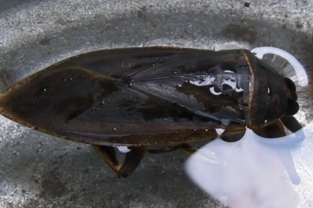 OVU BUBU NIKAKO NE UBIJAJTE GOLIM RUKAMA, SMRTONOSNA JE: Dobro je ZAPAMTITE, ako je vidite BEŽITE