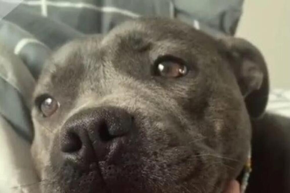 TRENER PASA OTKRIO ŠTA TAČNO ZNAČI AKO VAS PAS STALNO GLEDA: Mnogi su bili u ZABLUDI, ovo je JEDINA istina