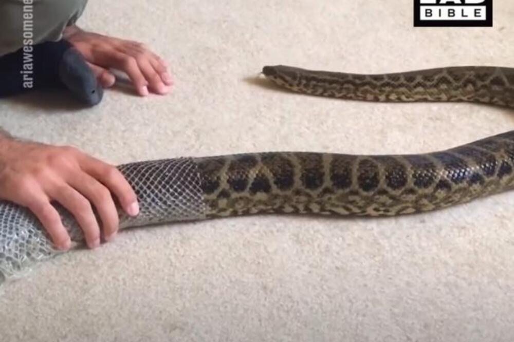 VIDEO JE ANAKONDU I ODLUČIO SE NA ŠOK POTEZ: Zbog ovog snimka zalediće vam se krv u žilama, bukvalno (VIDEO)