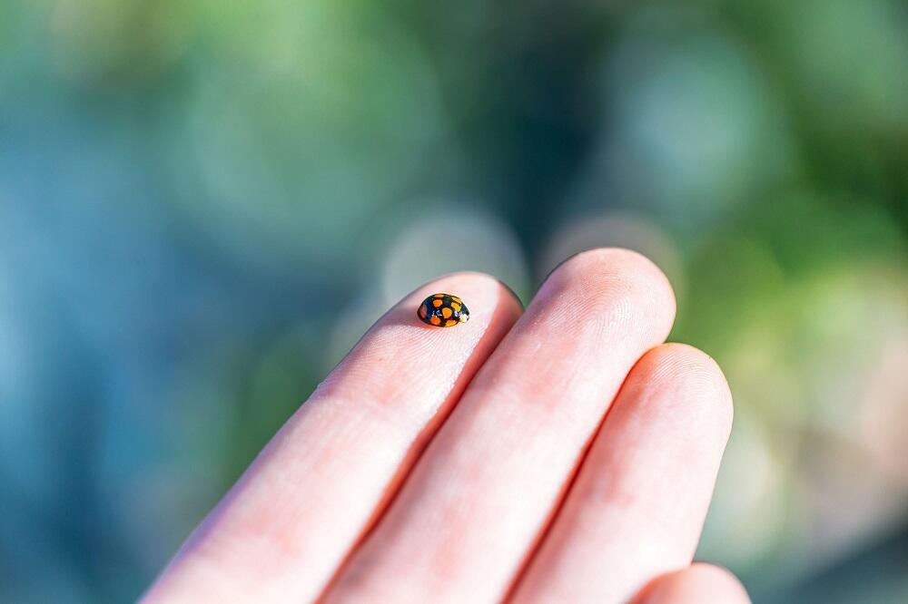 AKO IMATE BUBAMARE U KUĆI, NEĆE VAM BITI DOBRO KADA OVO SAZNATE: Pročitajte pažljivo, nije baš kao što se mislilo