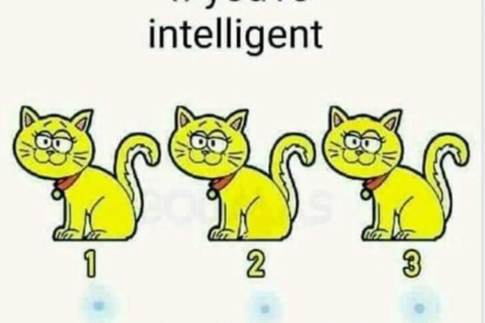 SAMO LJUDI SA VISOKIM KOEFICIJENTOM INTELIGENCIJE POGAĐAJU IZ PRVE: koja od ove 3 mačke se razlikuje (FOTO)