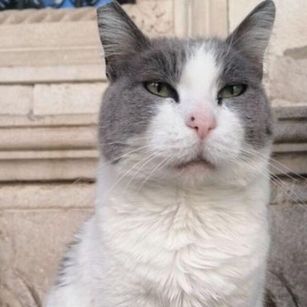 Evo šta tačno znači kada vam mačka donese miša pred kućni prag: Nikad ne biste pomislili da želi da vam poruči...