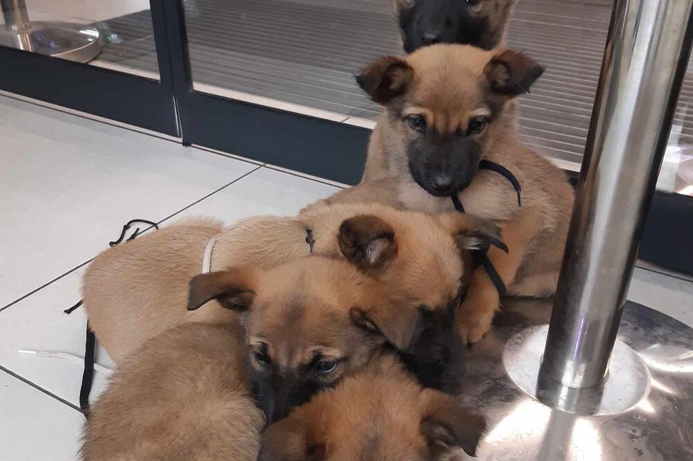 NAUČNICI DOKAZALI DA OVI PSI PODSTIČU KREATIVNOST I BOLJU KONCENTRACIJU: Ko ih ima ŽIVI smireniji život u FOKUSU