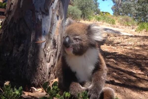 KOALA SE POPELA NA DRVO, A TU JU JE DOČEKAO SILEDŽIJA: Scena koja je usledila, lomi srce na milion delova (VIDEO)