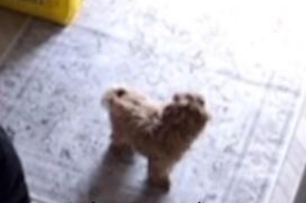 SIGURNOSNE KAMERE SNIMILE PSA KAKO RADI OVO, LJUDI GLEDAJU SNIMAK U NEVERICI: Da li je moguće da se OVAKO PONAŠA?