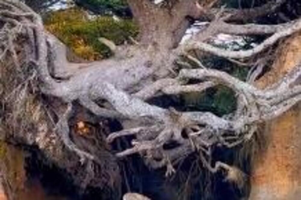 OVO DRVO LEBDI U VAZDUHU, NIKOME NIJE JASNO KAKO JE OPSTALO 1000 GODINA: Ljudi u NEVERICI GLEDAJU VIDEO, pravo ČUDO