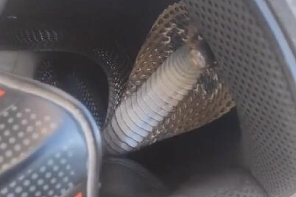 ČOVEK PRONAŠAO SMRTONOSNU KOBRU KOJA SE SPREMALA ZA NAPAD: Kad budete videli na KOM MESTU, sledićete se u SEKUNDI