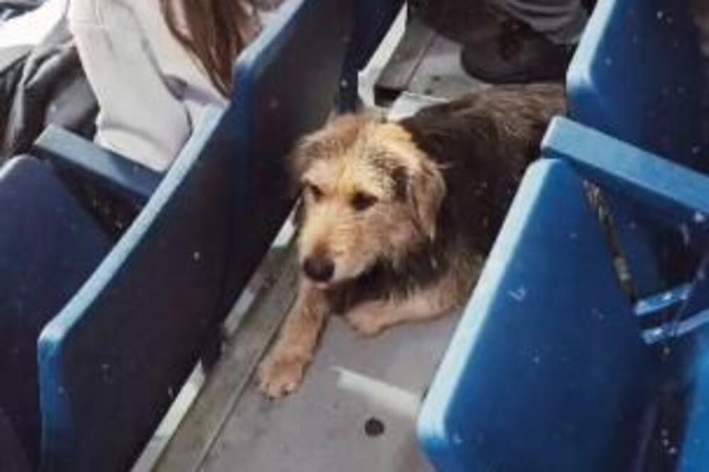 ČIČKA TRAŽI CEO ZEMUN, A ON DOŠAO DA GLEDA PARTIZAN U ARENI: Gledao utakmicu i nestao, vlasnica MOLI ZA POMOĆ! FOTO