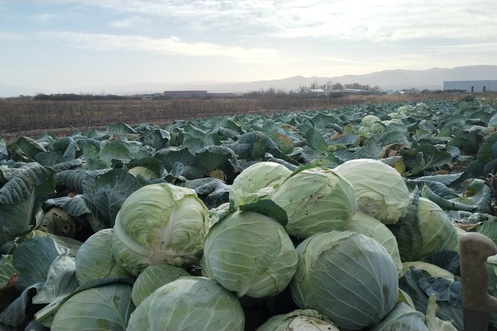 BEŽAO OD POLICIJE ZBOG POLA TONE KUPUSA I MOPEDA: Čitava potera za meštaninom Bečeja, krao i iz prodavnice