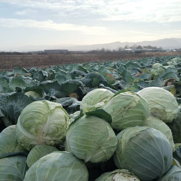 Ako pogrešite datum, sve vam može propasti: Evo kada se tačno kiseli kupus ove godine