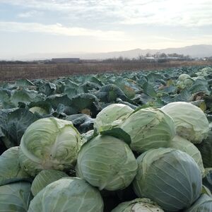 BEŽAO OD POLICIJE ZBOG POLA TONE KUPUSA I MOPEDA: Čitava potera za meštaninom Bečeja, krao i iz prodavnice