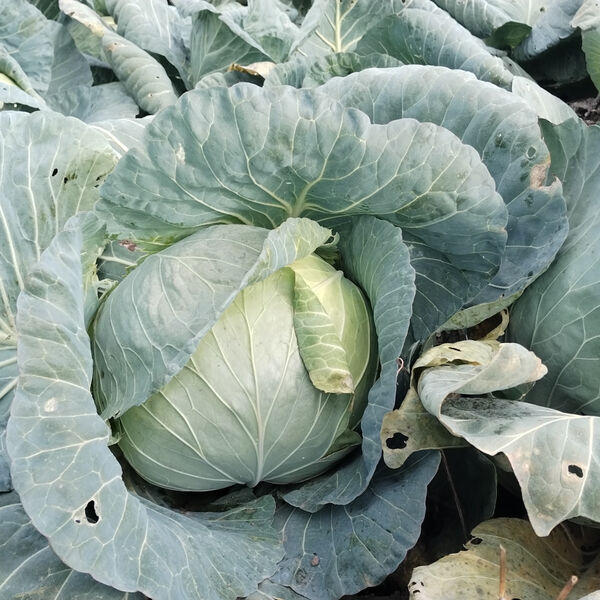 List kupusa je potopila u vrelu vodu i stavila ga na grudi: Ujutro rešila problem koji ju je godinama mučio