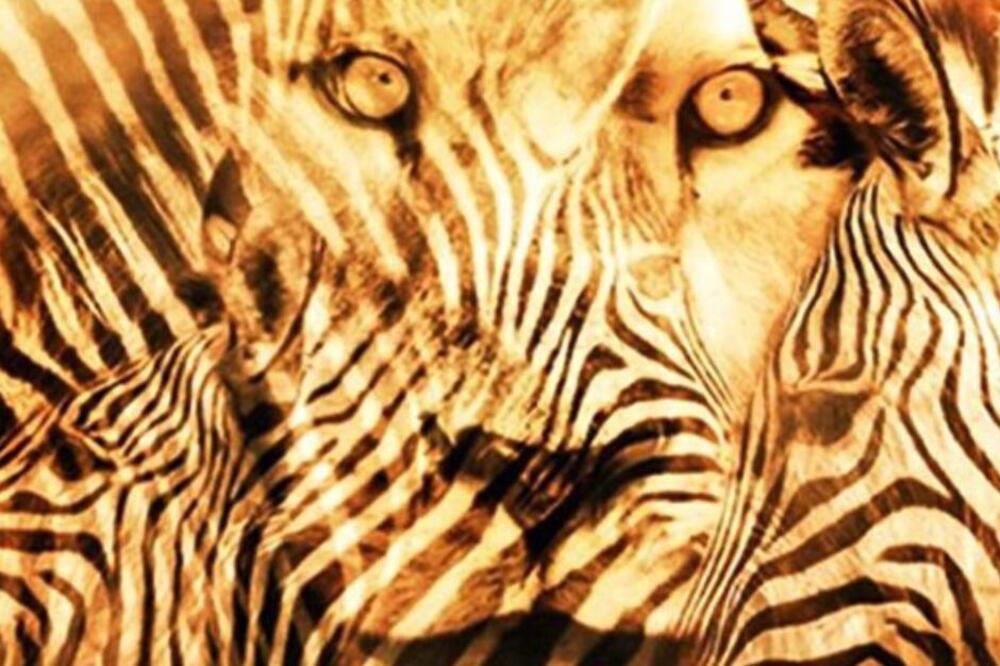 DA LI STE NA SLICI PRVO UGEDALU ZEBRU ILI LAVA? Ovaj TEST LIČNOSTI vas čita kao KNJIGU, dobro obratite pažnju