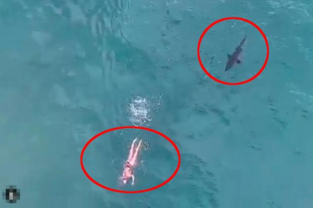 PLIVAO JE A IZA NJEGA SE POJAVILA OGROMNA MORSKA NEMAN: Sve je snimljeno kamerom, gledajte na svoju odgovornost