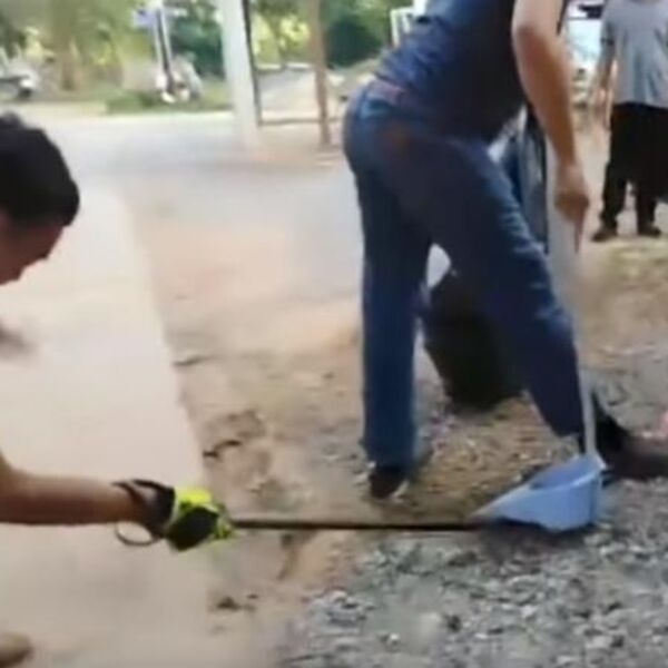 HVATALI SU ZMIJU, A ONDA JE ON REŠIO DA SE NAPRAVI PAMETAN: Zbog onoga što je usledilo, svi su pretrnuli u mestu