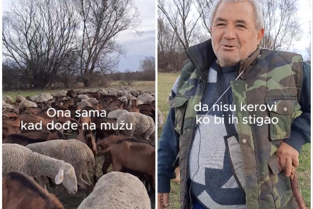 "DA KRENEM ZA BEOGRAD, PRATILE BI ME U STOPU": Nebojša ima NAJVEĆE STADO kod Merošine! (VIDEO)