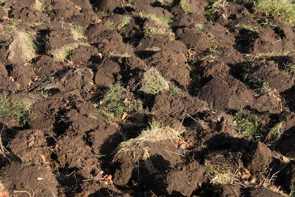 Trljao sam oči, puls mi je skočio, pozlilo mi je: Pogledajte šta je čovek našao na svom zaoranom polju!