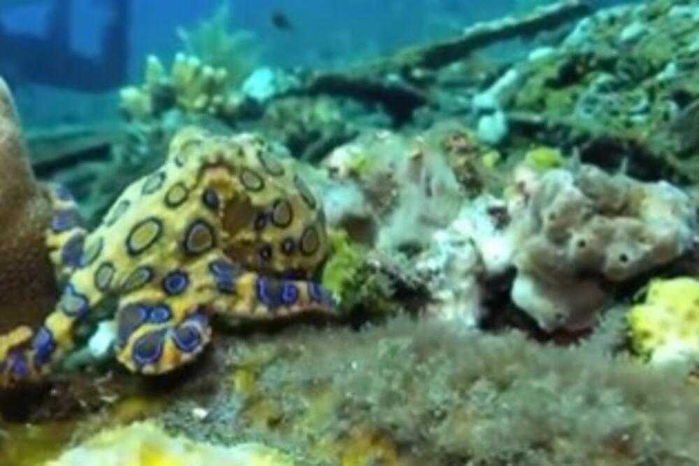 DONEO ŠKOLJKU BEBI, A ONDA JE PRIMETIO... Umalo preminuo zbog ugriza NEMANI, njen OTROV može da ubije za 30 minuta!