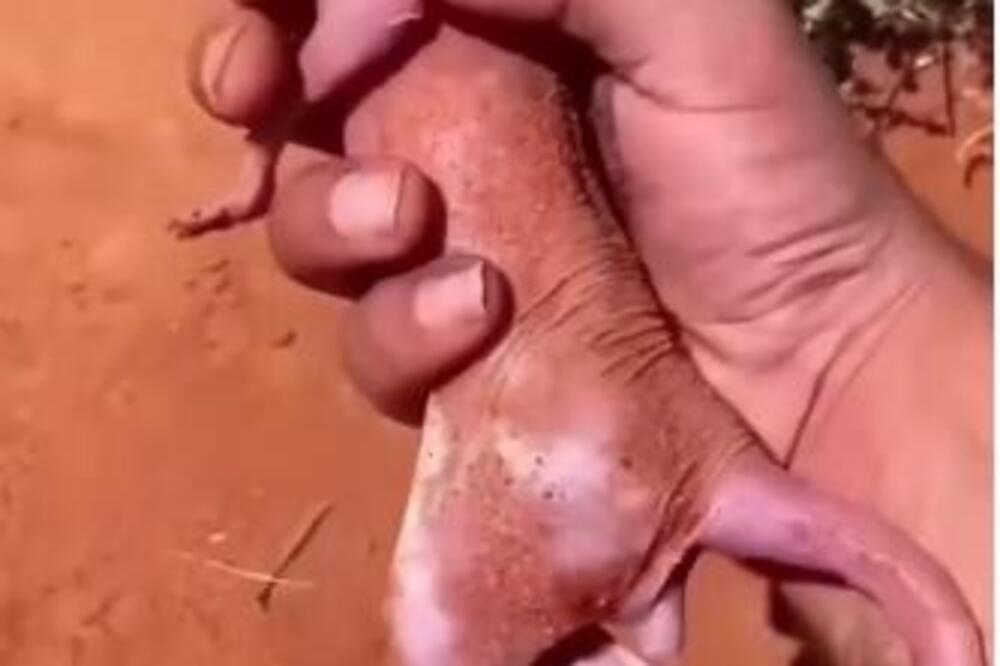 SPASAO JE GOLUŽDRAVO STVORENJE OD SMRTI, PA JE SAZNAO O KAKVOM BIĆU SE RADI: Tri godine posle usledila je ŠOK SCENA