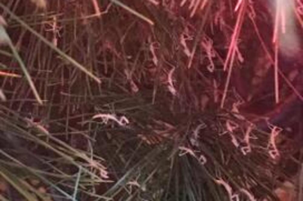 POSLE OVOG SNIMKA, NIKADA NEĆE VIŠE KUPITI PRIRODNU JELKU: Ljudi podelili kakve sve GADOSTI se kriju u njoj (VIDEO)