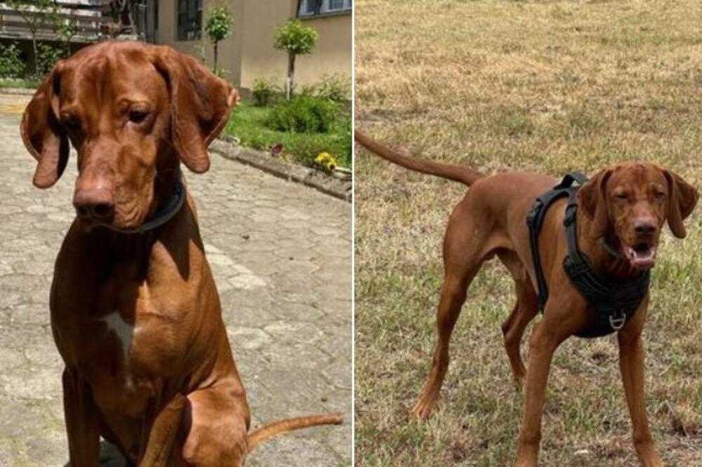 CELA SRBIJA TRAŽI OVU MAĐARSKU VIŽLU: Nestao nakon SAOBRAĆAJKE kod Kruševca! (FOTO)