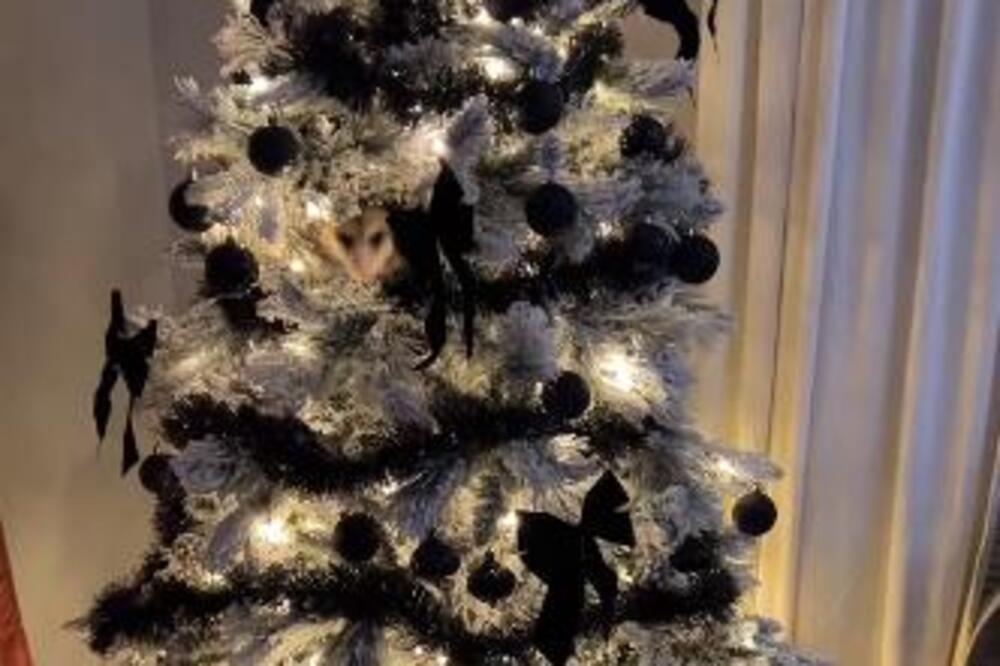 NAJBOLJI NAČIN DA OKITITE JELKU KAKO BI SREĆA UŠLA U VAŠ DOM: Pratite ova pravila i uživajte u IZOBILJU cele godine