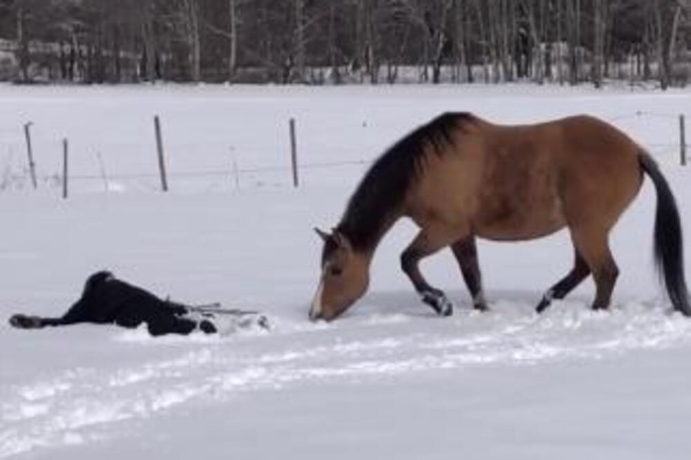 ŽENA LEGLA NA SNEG, A ONDA JE NAIŠAO KONJ: Zaigrali se pa su ljudi ZVERALI od čuda, SCENA ZA PAMĆENJE (VIDEO)