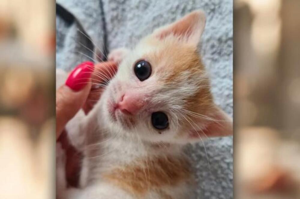 MAČAK MASLAČAK JE PRAVA ZVEZDA TVITERA: Beograđanka ga UDOMILA, a on PRIDOBIO SRCA celog REGIONA! (FOTO)