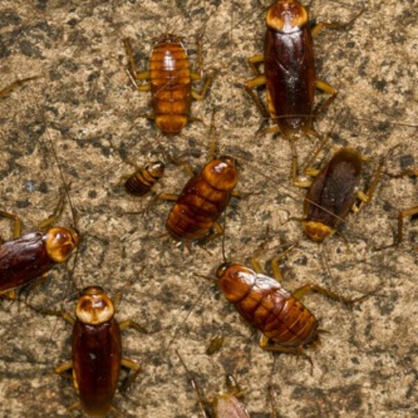 Bubašvabe beže kao lude od ovoga: Samo ga stavite u kuhinju i ima da nestanu odmah