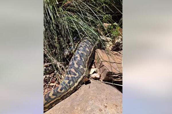 OVAKO IZGLEDA PITON KOJI JE TEK JEO: Stručnjak ostao ZAPREPAŠĆEN, do sad nije video TAKVU NEMAN (VIDEO)