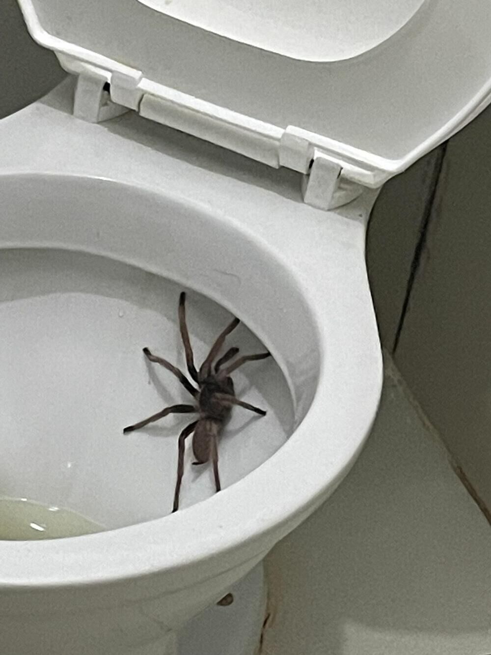 Pauk u WC šolji