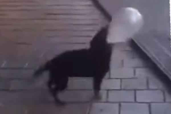 IMAJU LI ONA DUŠU? Pronađen mrtav pas u Zaječaru, za sve krivi ONI? Prizor koji cepa srca