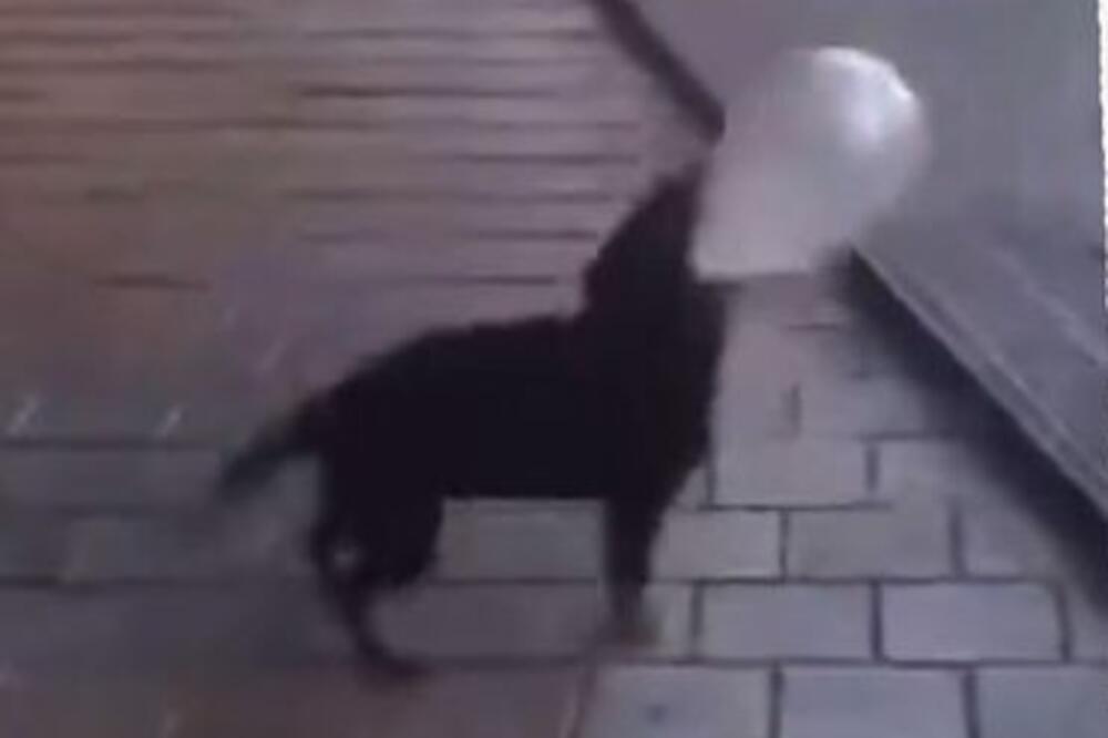 IMAJU LI ONA DUŠU? Pronađen mrtav pas u Zaječaru, za sve krivi ONI? Prizor koji cepa srca