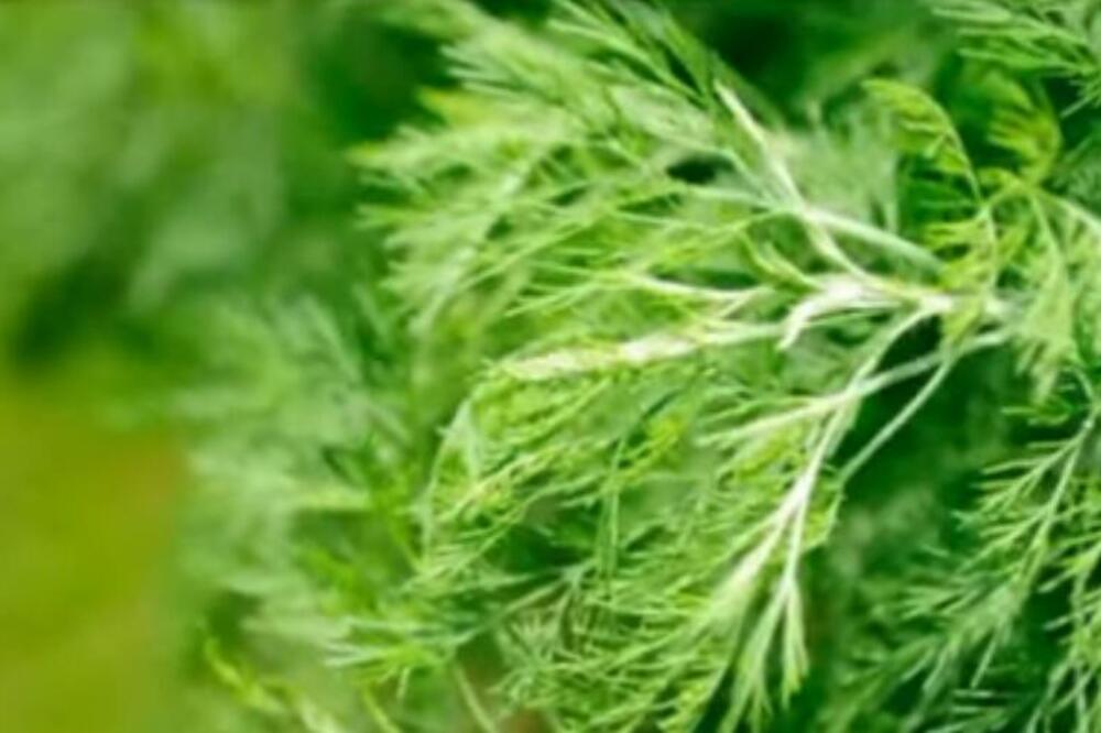 MNOGI ZA OVU BILJKU MISLE DA JE OBIČAN KOROV, A NE ZNAJU KAKVO JE TO BLAGO: Samo naši STARI znaju koliko je VREDNA