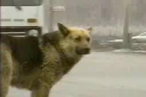 MLADI PAR IZGUBIO JE ŽIVOTE PRE DVE DECENIJE, A NJIHOV PAS... Zbog ovoga ćete LITI SUZE, ostaće vam KNEDLA U GRLU