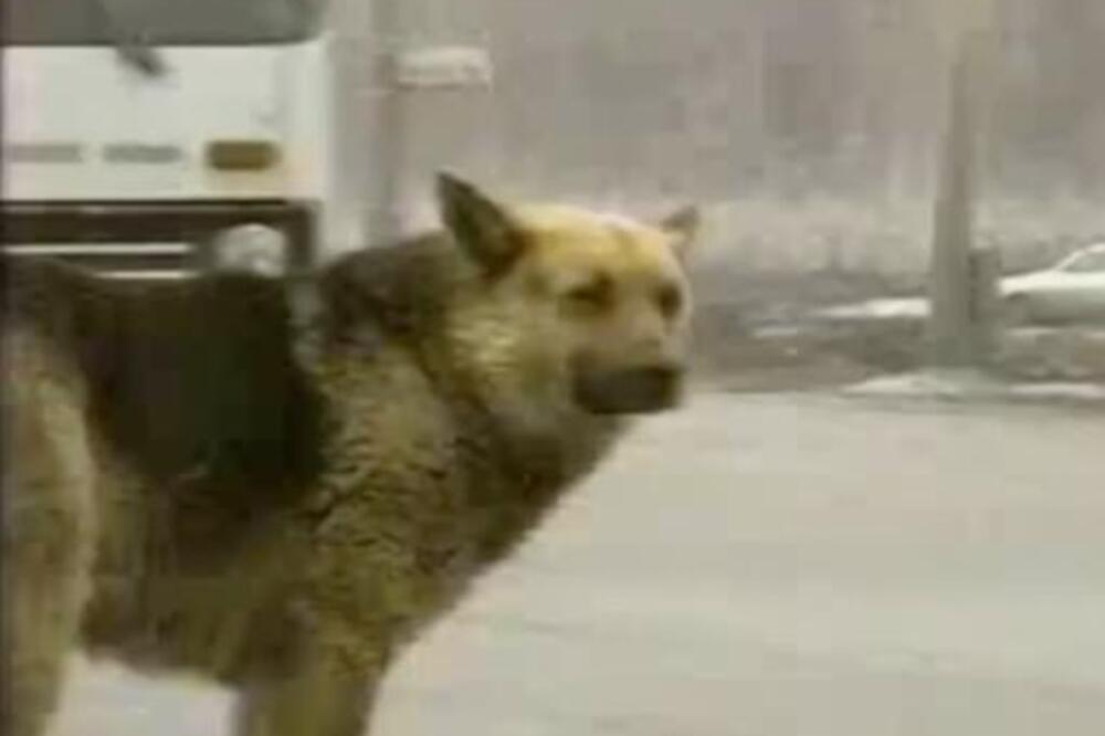 MLADI PAR IZGUBIO JE ŽIVOTE PRE DVE DECENIJE, A NJIHOV PAS... Zbog ovoga ćete LITI SUZE, ostaće vam KNEDLA U GRLU