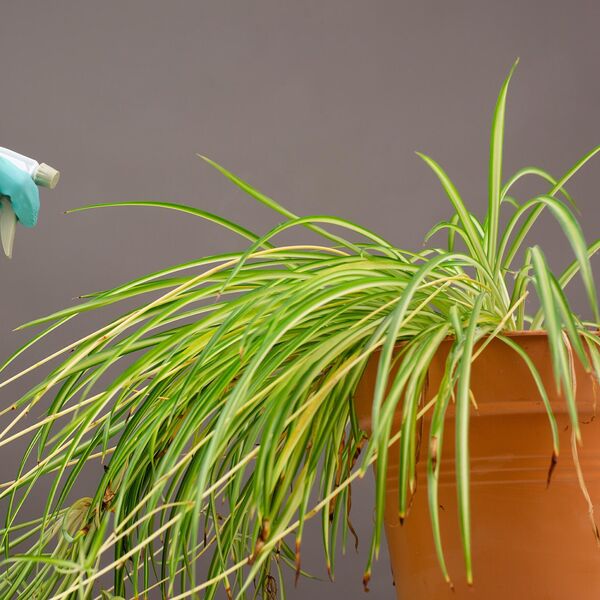 OD OVA DVA SASTOJKA NAPRAVITE NAJBOLJU PRIHRANU ZA BILJKE: Zbog nje RASTU kao lude, ovo niste znali