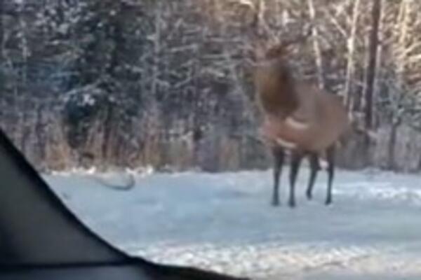 UGLEDALA SLATKOG JELENA PORED PUTA, A ONDA... Snežna idila se u SEKUNDI pretvorila u UŽAS (VIDEO)