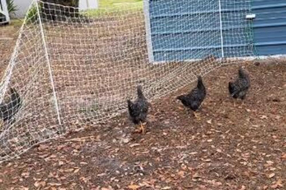 Goran podigao kokošku i zabezeknuo se kad je shvatio šta je ispod: A tek da čujete šta se u ovom kokošinjcu videlo