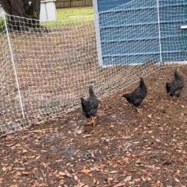 Goran podigao kokošku i zabezeknuo se kad je shvatio šta je ispod: A tek da čujete šta se u ovom kokošinjcu videlo