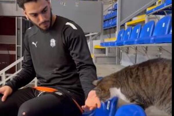 TRENING BASKONIJE PREKINUO "NEPOZVAN" GOST: Mačka Ljubica ušetala u halu i otela svu slavu! (VIDEO)