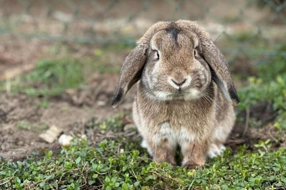 "PLATIĆEMO, PA MOŽETE DA KUPITE NOVOG": Očajna pančevka nudi NAGRADU ko pronađe ZECA kog su joj UKRALI! (FOTO)