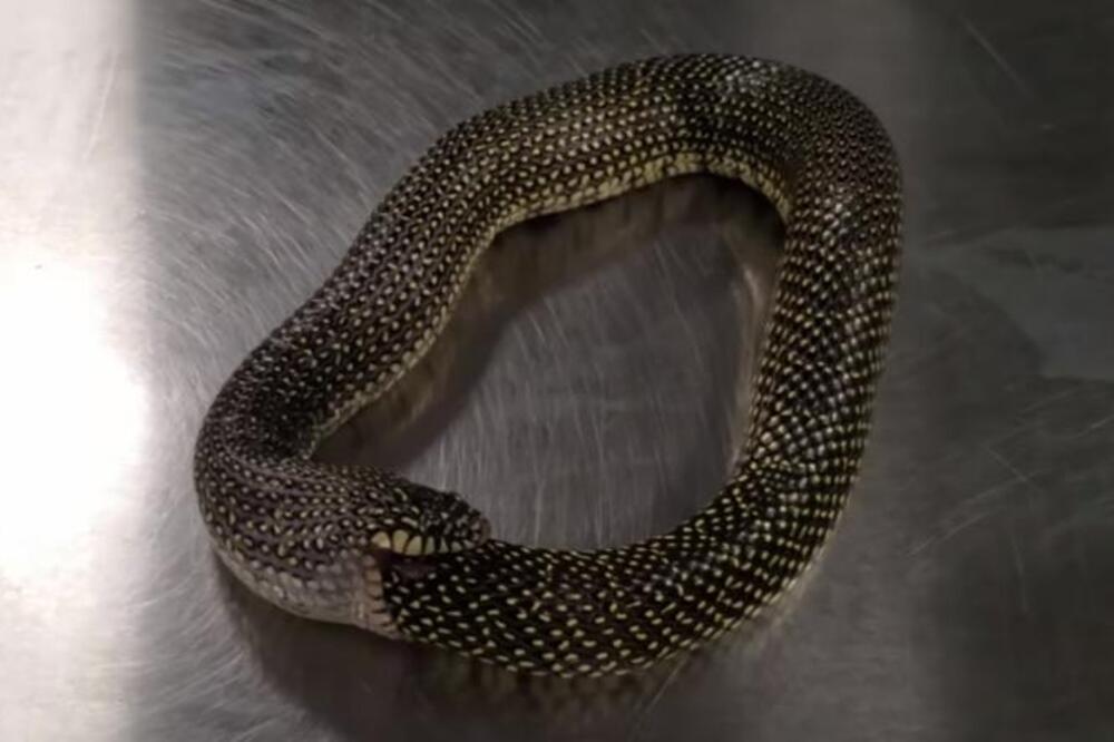 KRALJEVSKA ZMIJA POČELA DA GUTA SVOJ REP, POJELA GA DO POLA: Kada je naišao on, desilo se nešto ZAPREPAŠĆUJUĆE