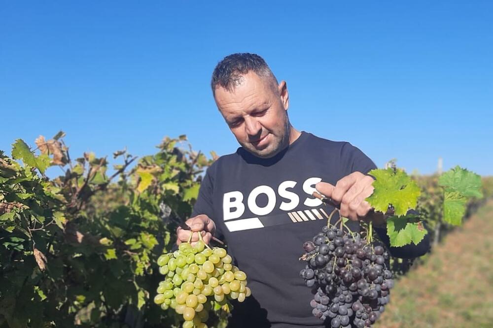 NENAD I NJEGOV SIN RAZVILI SAMO TAKAV BIZNIS: Ove godine prodali DESET TONA GROŽĐA prve klase, a CENA... (FOTO)