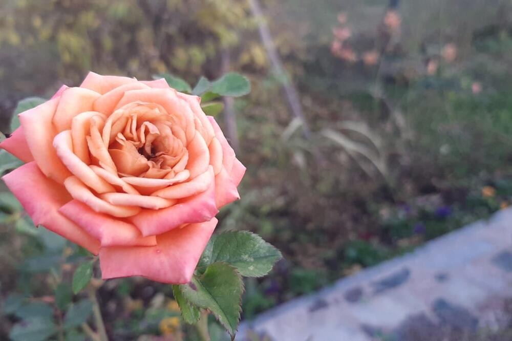 TRI SAVETA ISKUSNIH BAŠTOVANA ZA NEGU RUŽA OD KOJEG BUJAJU KAO LUDE: Evo šta morate da uradite da bi BILE ZDRAVE