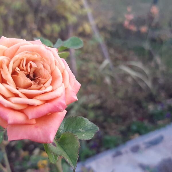 Ovo cveće nikad, ali nikad nemojte poklanjati osobi: Veruje se da donosi nesreću, a Srbi ga stalno kupuju