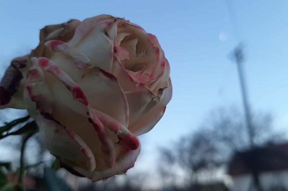 RUŽE PROCVETALE NA NIKOLJDAN, SRBI OSTALI ZATEČENI PRIZOROM: Domaćice umesto da ih OREZUJU mogu da beru PUPOLJKE