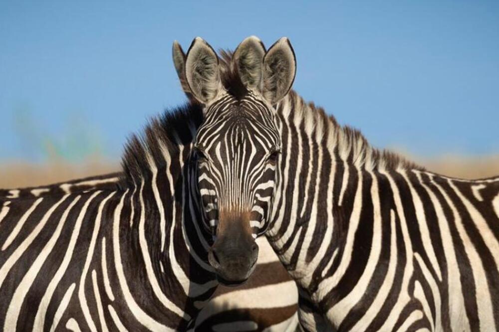 SAMO ONI SA OŠTRIM OKOM MOGU DA PROCENE KOJA ZEBRA STOJI BLIŽE KAMERI: Svi se hvale DOBRIM VIDOM, ovo je pravi TEST