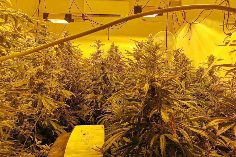 SASLUŠANI DILERI KOJI SU INSTALIRALI LABORATORIJU ZA UZGOJ KANABISA U KUĆI NA DEDINJU: Evo kako su se branili!