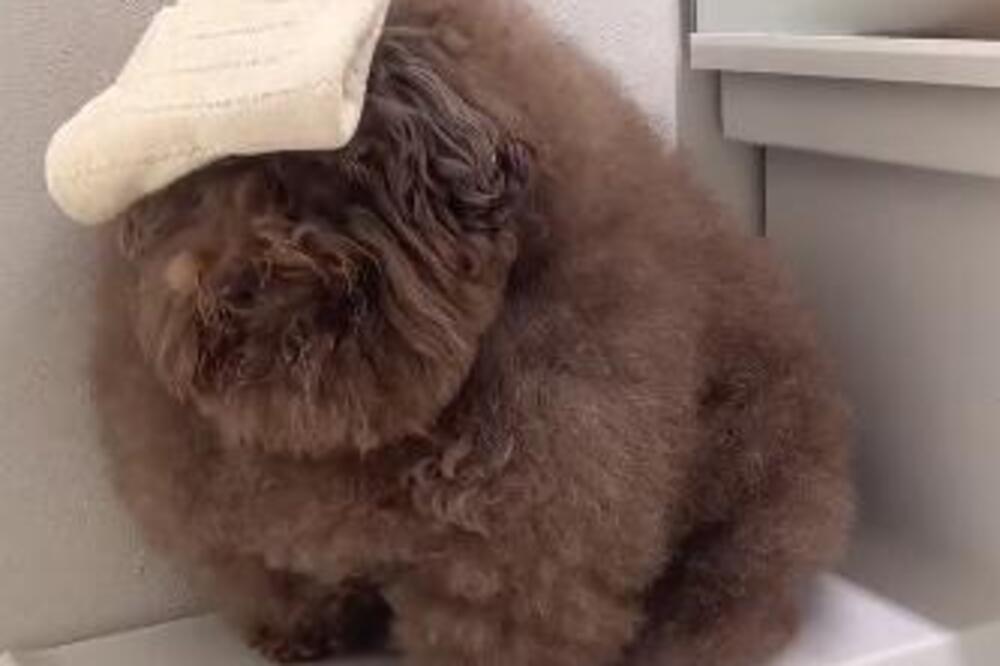 DA LI JE OVO NAJSLAĐI PAS NA CELOM SVETU? Ljudi su oduševljeni, NEĆETE MOĆI DA PRESTANETE DA GLEDATE OVAJ SNIMAK